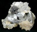 Fossil Whelk With Golden Calcite Crystals & Vertebra - #14706-2